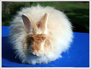Angora Rabbit - red or golden fawn
