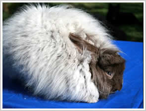 Angora Rabbit - self chinchilla chocolate - note blue eyes