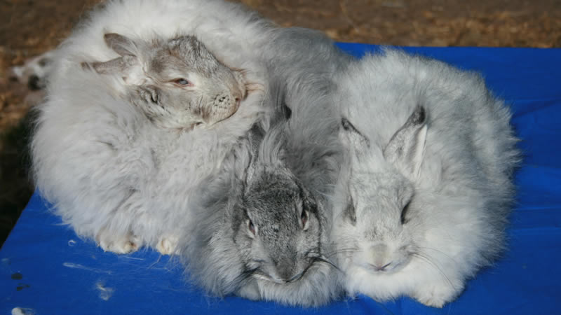 Angora Rabbits Genetics My Expensive Hobby | Angora Rabbits Blog