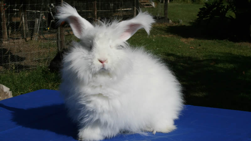 Housing in South African Conditions | Angora Rabbits Blog